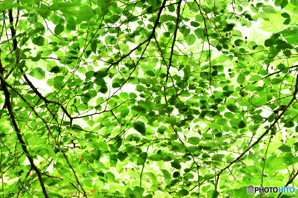 森の中の緑