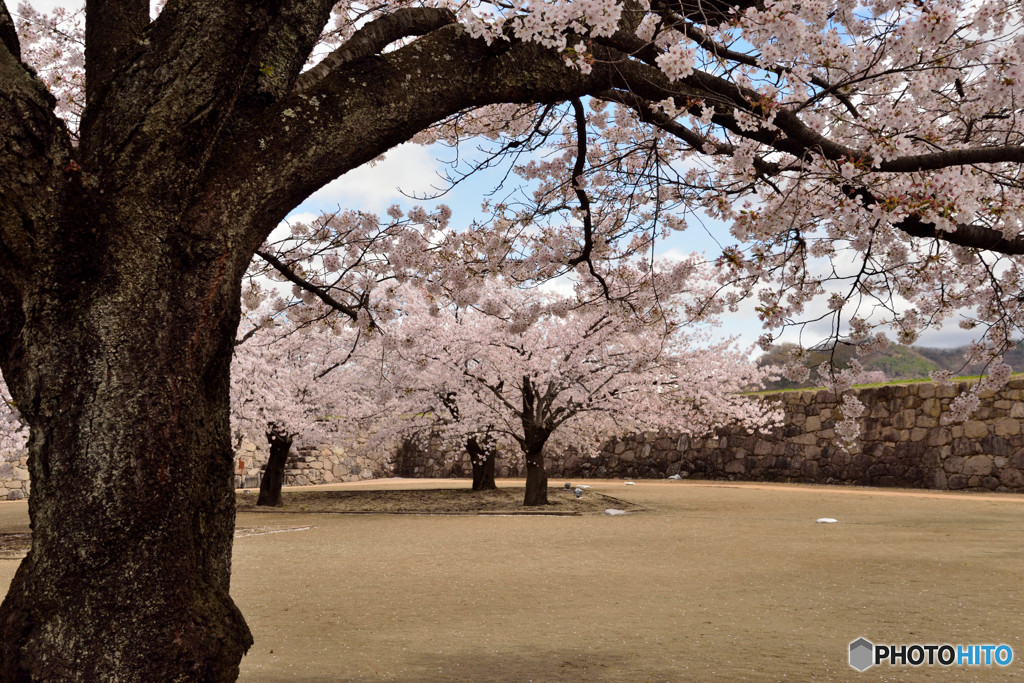 信州桜めぐり　松代城址　②