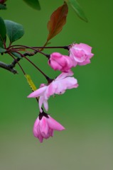 花海棠　ん？