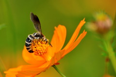 溺愛