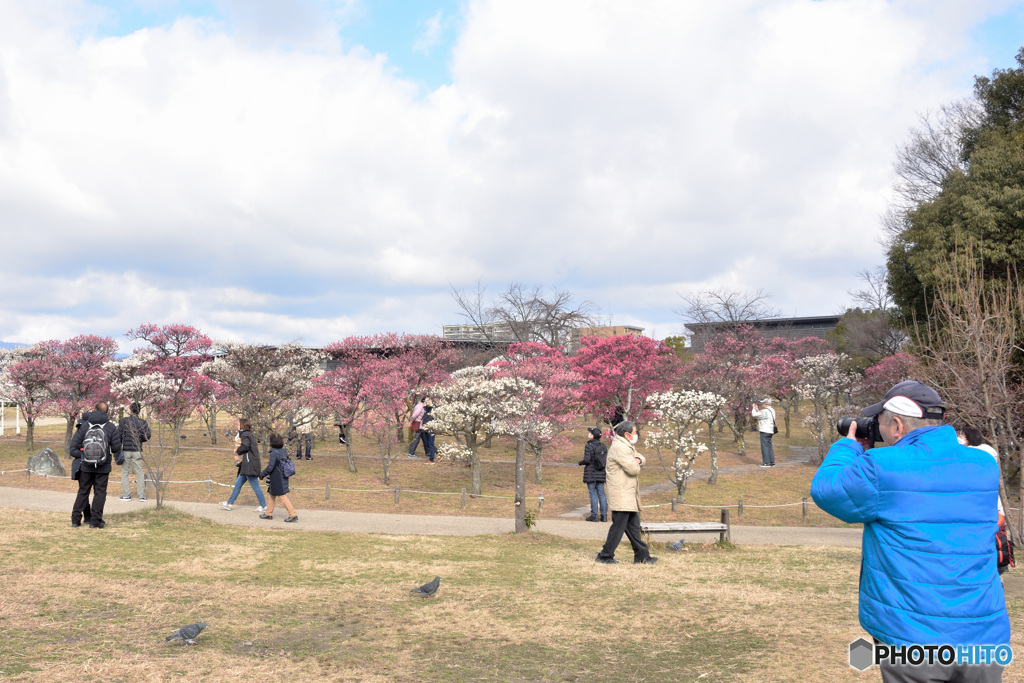 小さな梅園