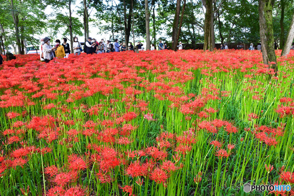 曼殊沙華の里　その２