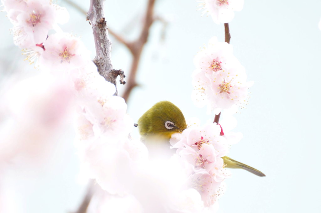 照れ屋さん