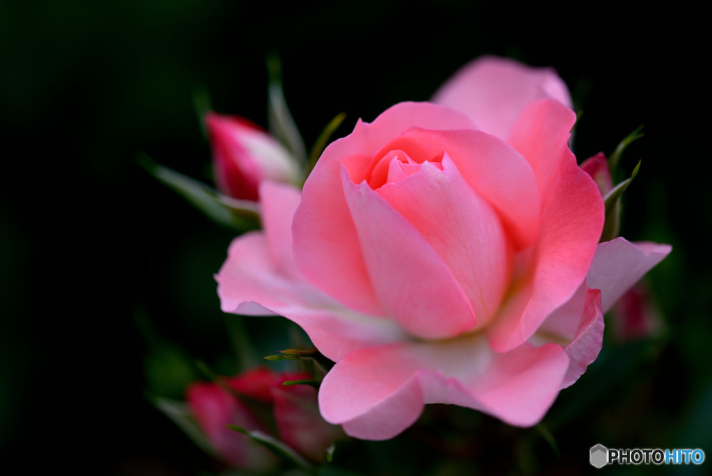 シャルダン　ドゥ　フランス