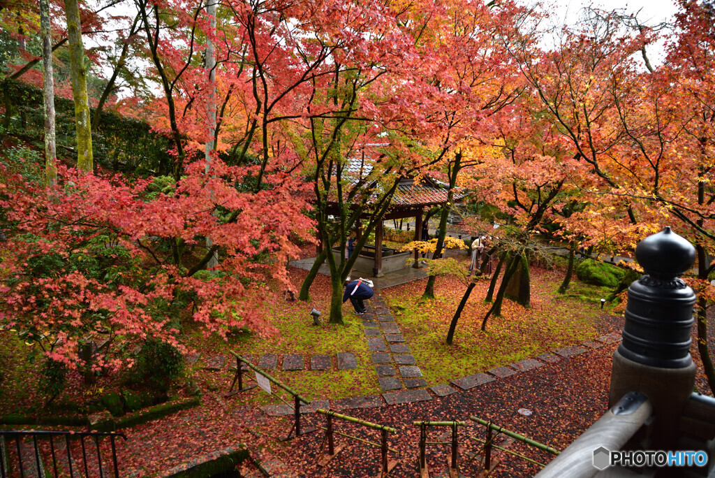 京都の紅葉２０２０　その１４