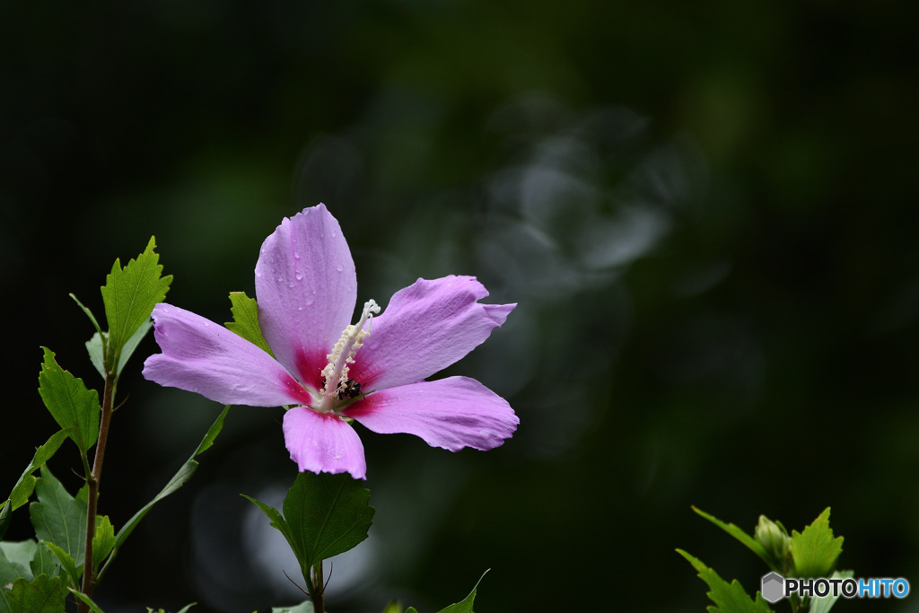 槿花一朝の夢
