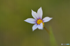 Blue eyed grass