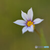 Blue eyed grass