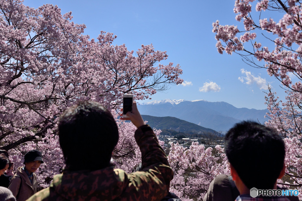 信州桜めぐり　高遠城址公園　②