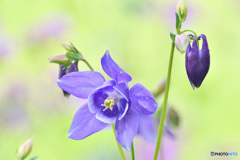 Columbine