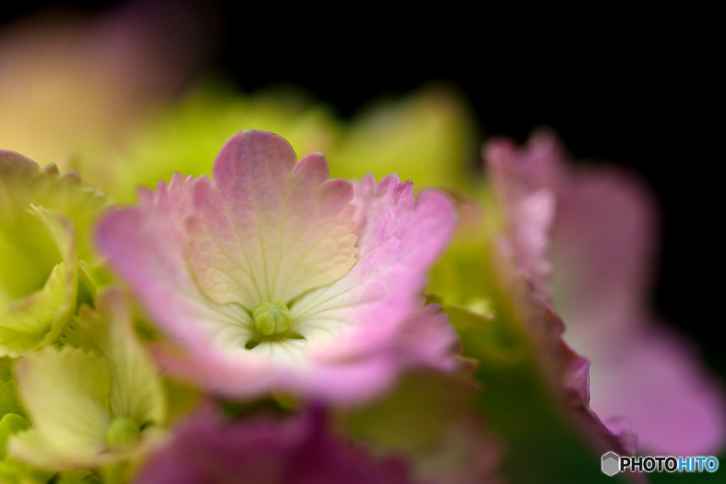 アジサイおじさん