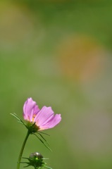 かぐや姫のうしろ姿