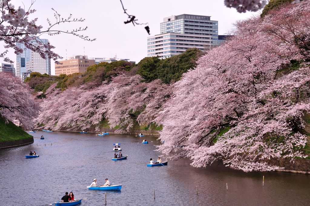 満開の桜