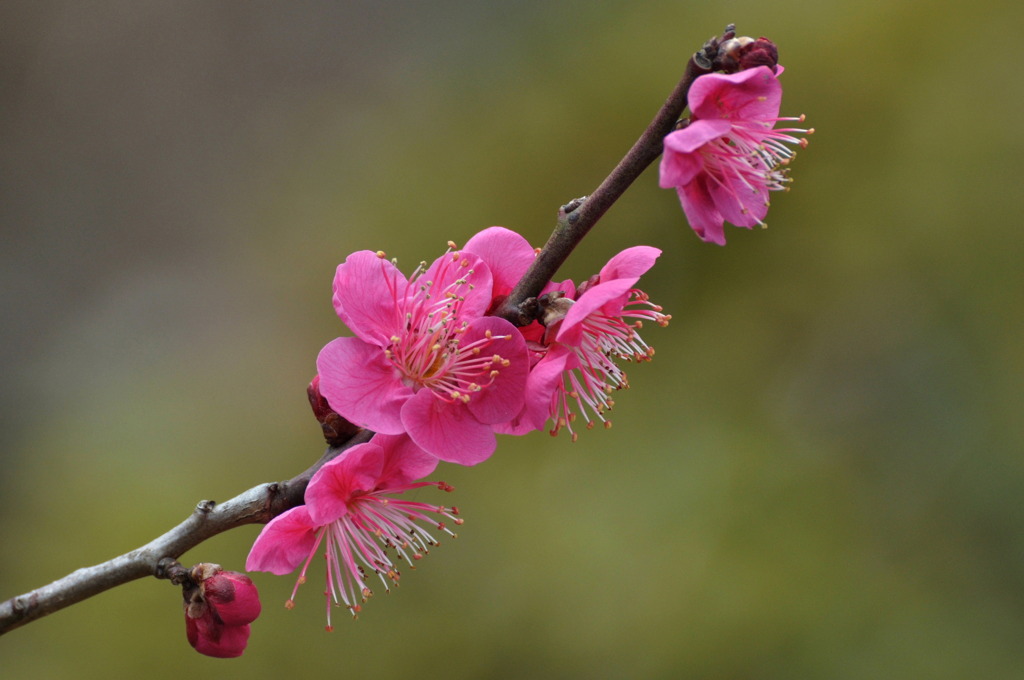せっかく咲いたのに