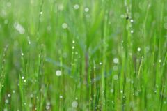 雨上がり