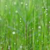 雨上がり