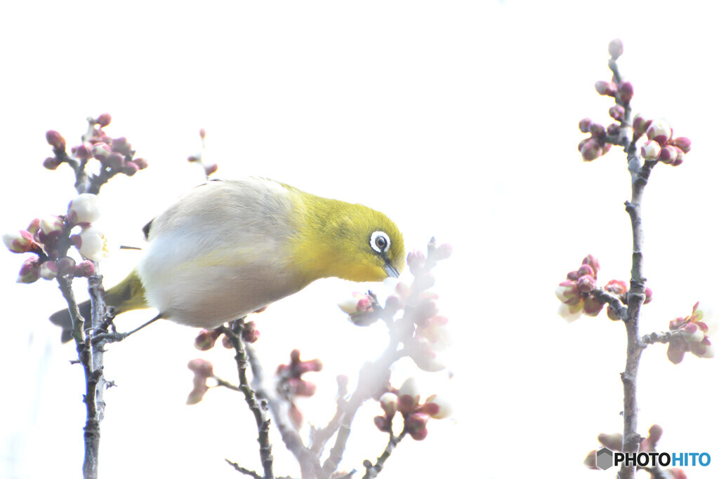 春にキッス