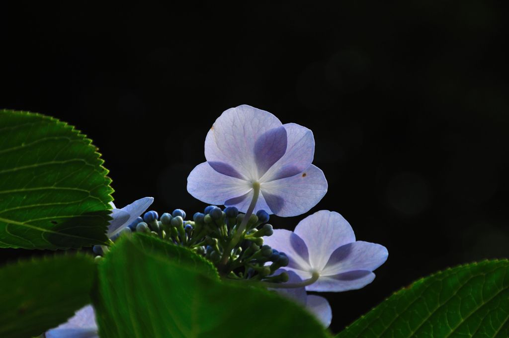 偽りの花びら