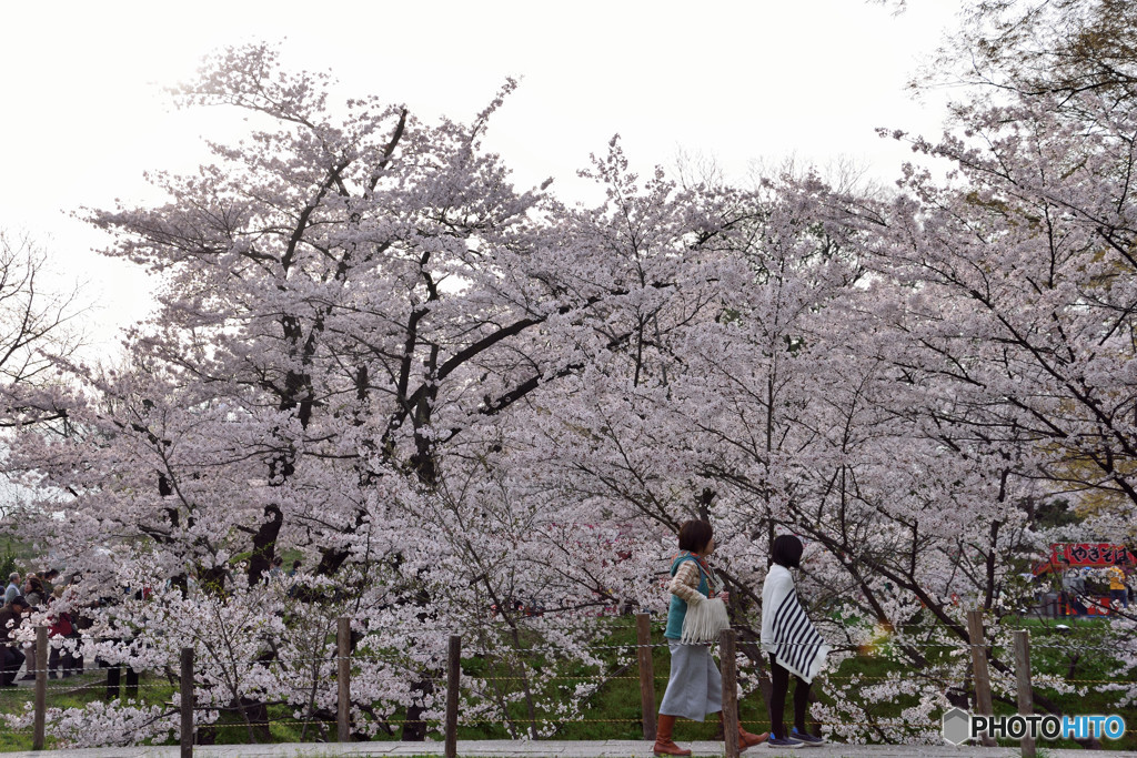 信州桜めぐり　上田城址　③