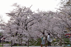 信州桜めぐり　上田城址　③