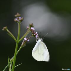 好きです