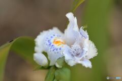 お目覚め　その２