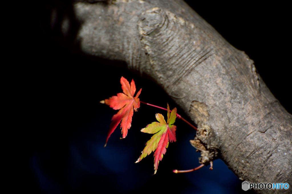 散歩がてらの紅葉狩り　Ⅸ