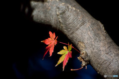 散歩がてらの紅葉狩り　Ⅸ