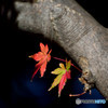 散歩がてらの紅葉狩り　Ⅸ