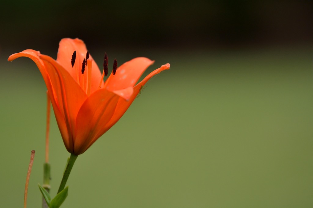 花陰に潜む