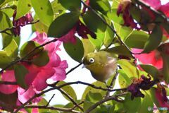 新年初鳥（撮り）