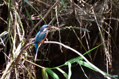 新種のカワセミの正体は