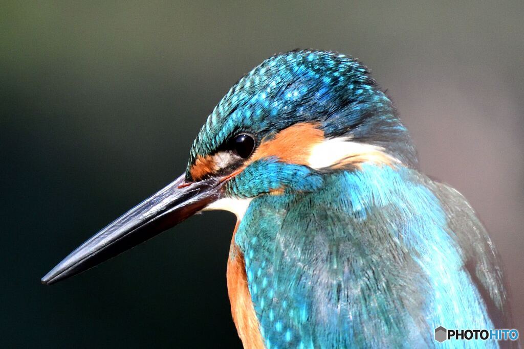 アップに耐える