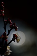 耐えて春を待つ