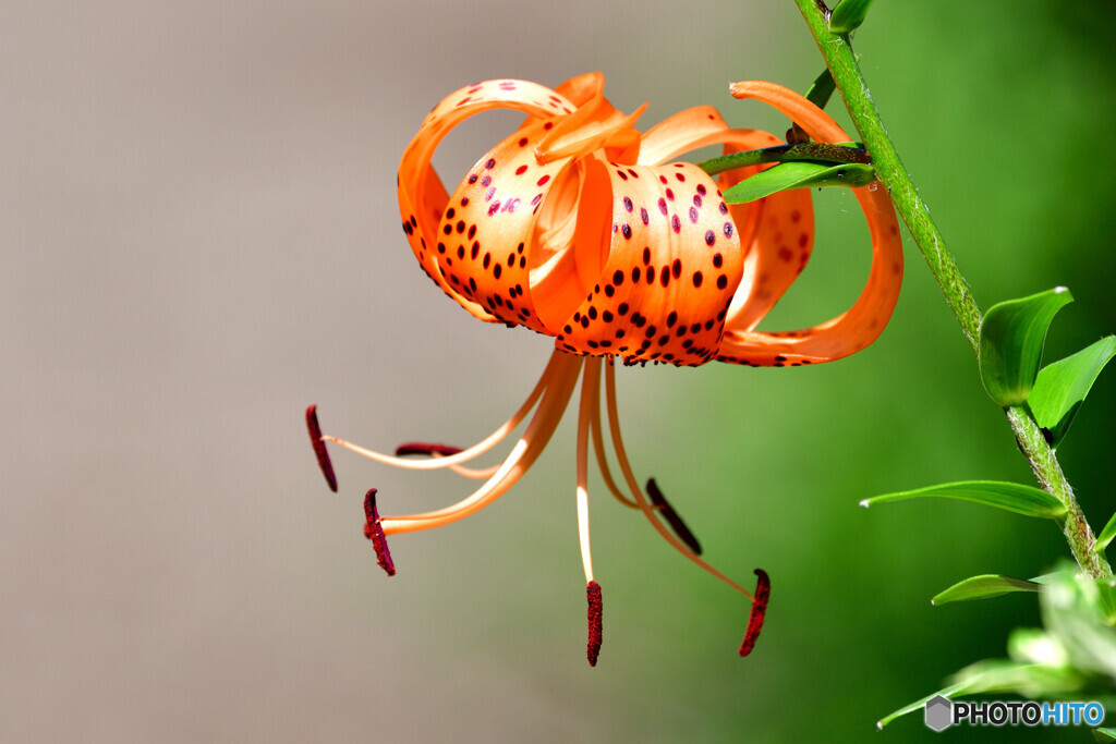 TIGER LILY