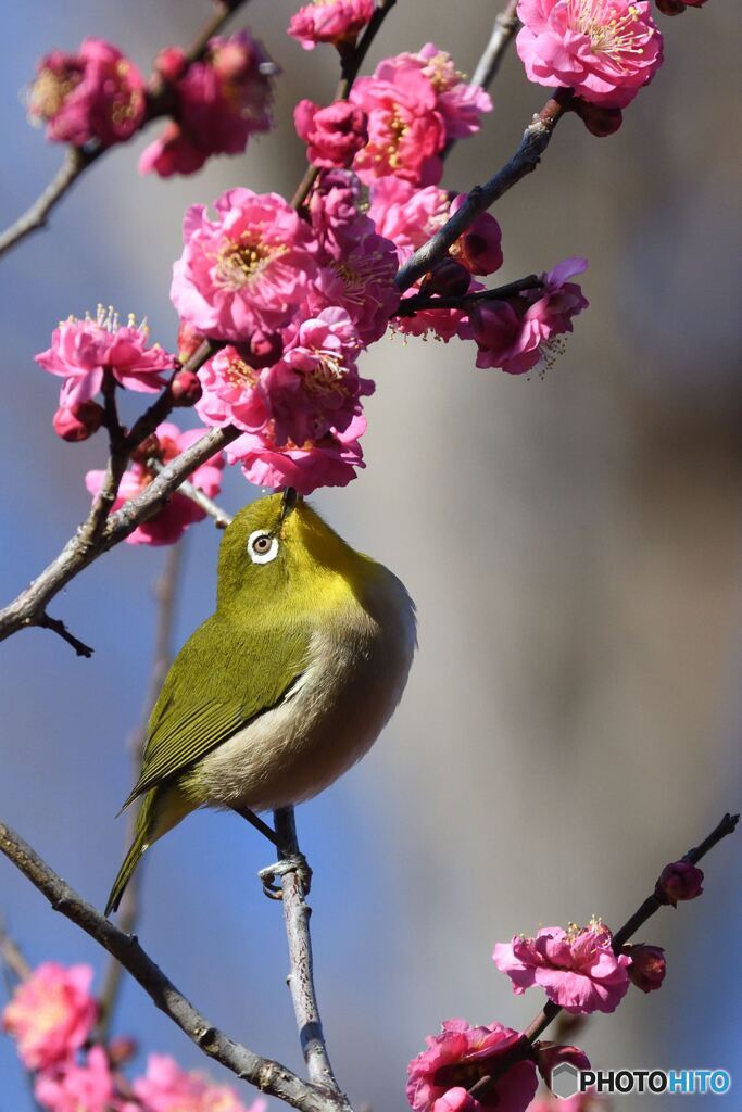 ウメジロー参上