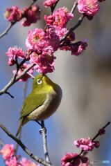ウメジロー参上