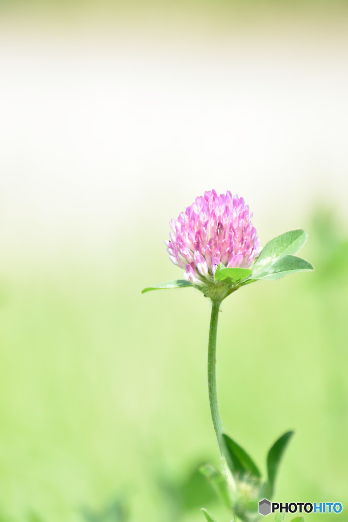 Red clover