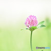 Red clover