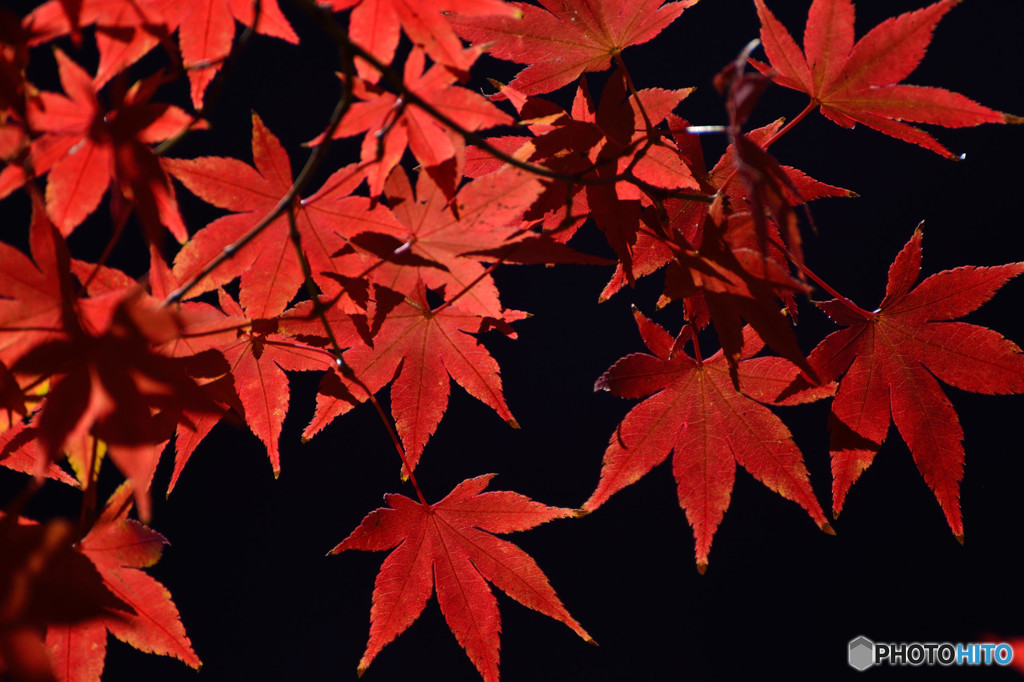 散歩がてらの紅葉狩り　Ⅶ