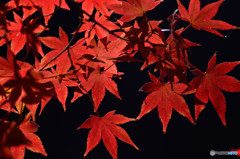 散歩がてらの紅葉狩り　Ⅶ