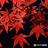 散歩がてらの紅葉狩り　Ⅶ
