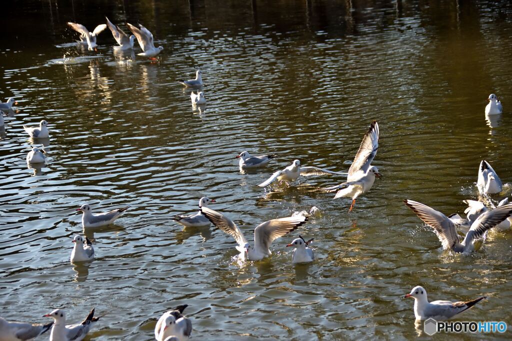 鳥に餌を与えないでください
