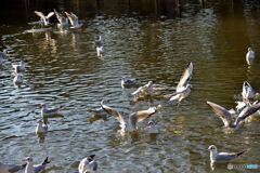 鳥に餌を与えないでください