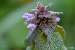 やっと出会えた