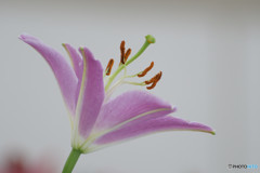 Profile of Lily