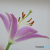 Profile of Lily
