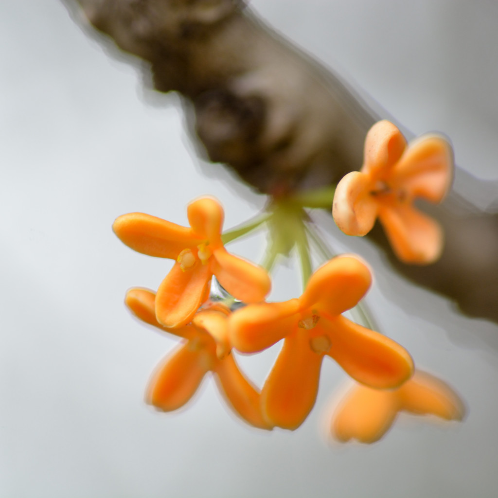 開花速報