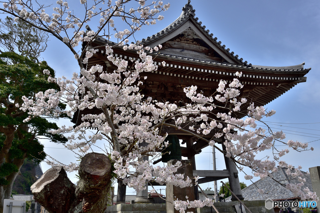 鎌倉桜めぐり　その４