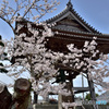 鎌倉桜めぐり　その４